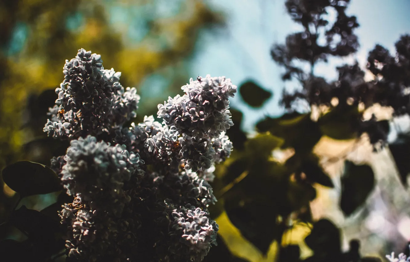 Photo wallpaper leaves, macro, trees, flowers, branches, branch, foliage, bouquet