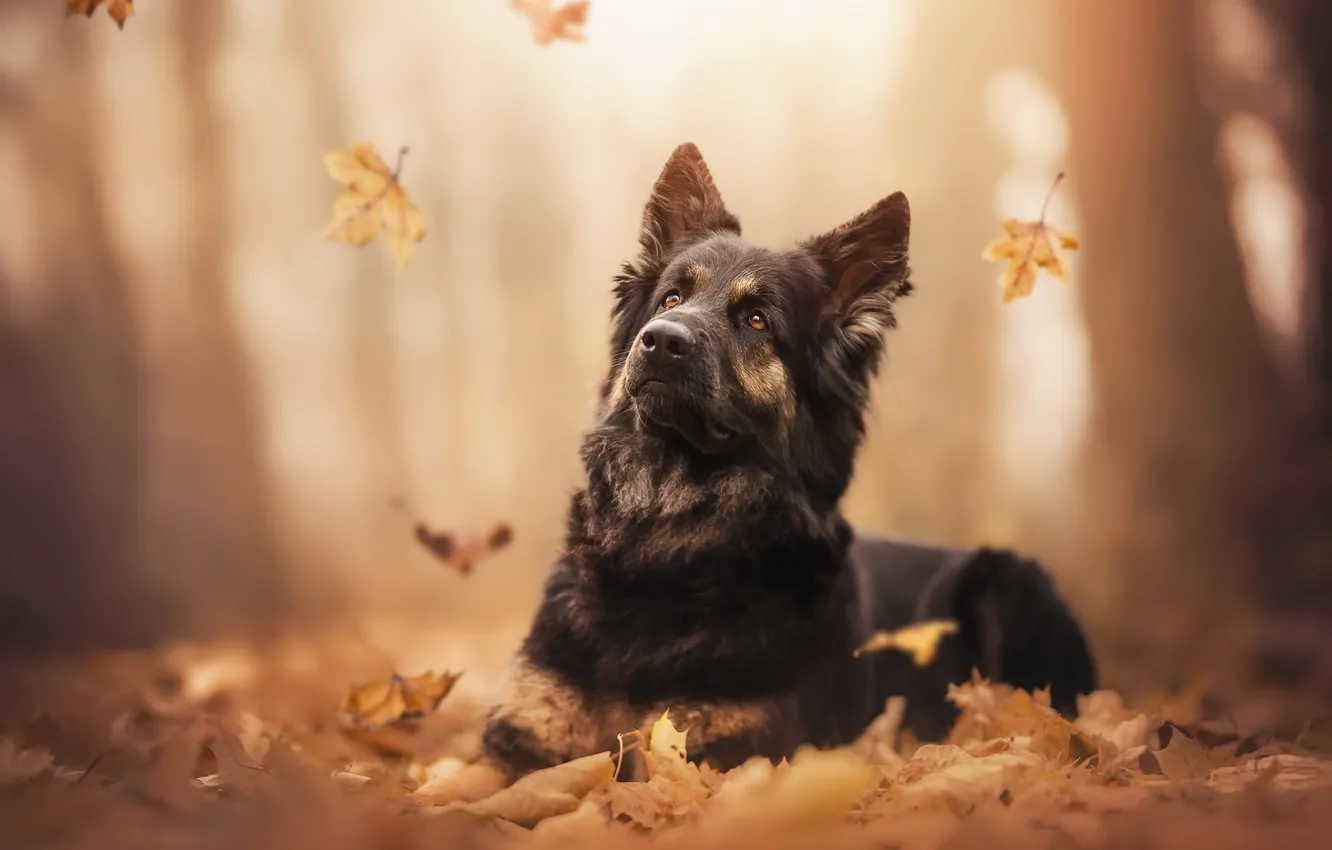Photo wallpaper autumn, each, dog