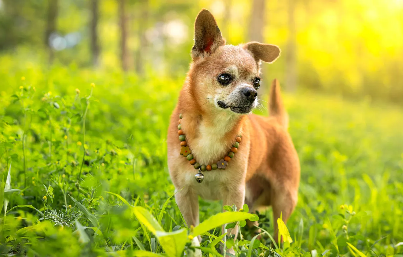 Photo wallpaper forest, look, light, nature, Park, glade, dog, spring