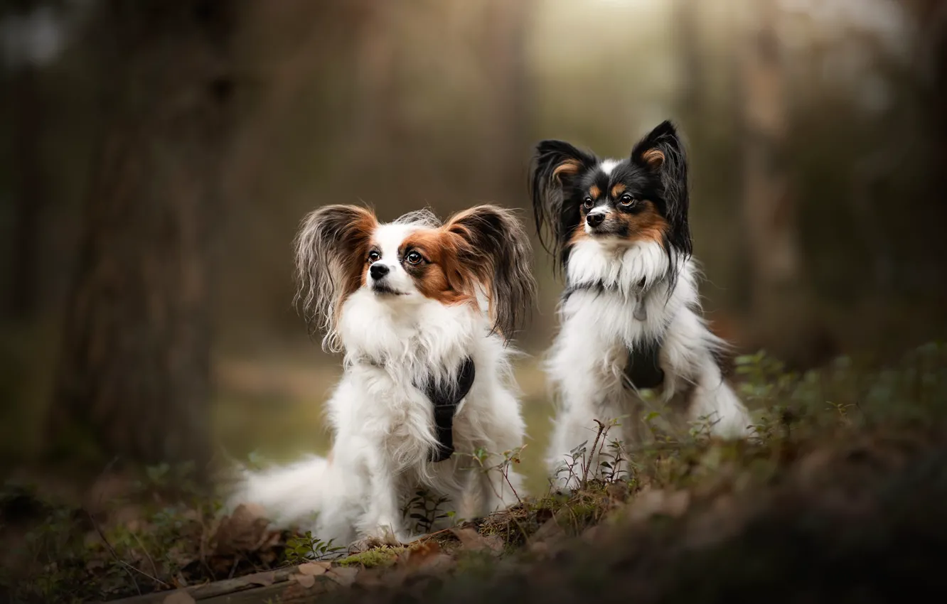 Photo wallpaper forest, dogs, look, nature, Park, tree, two, dog