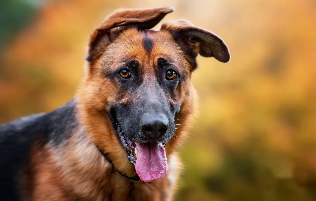 Photo wallpaper look, each, dog