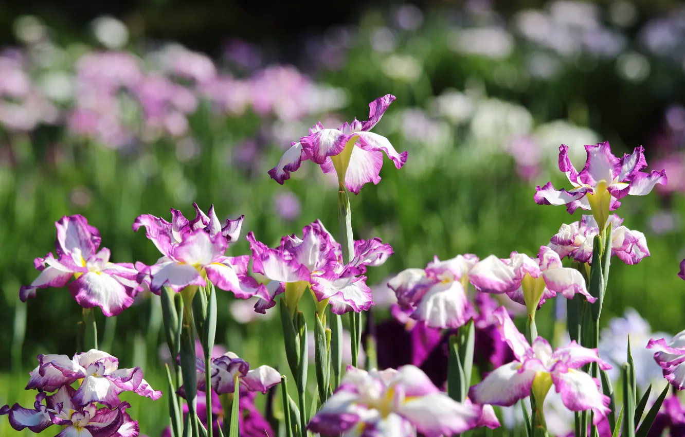 Photo wallpaper flowers, spring, pink, flowerbed, bokeh, iris