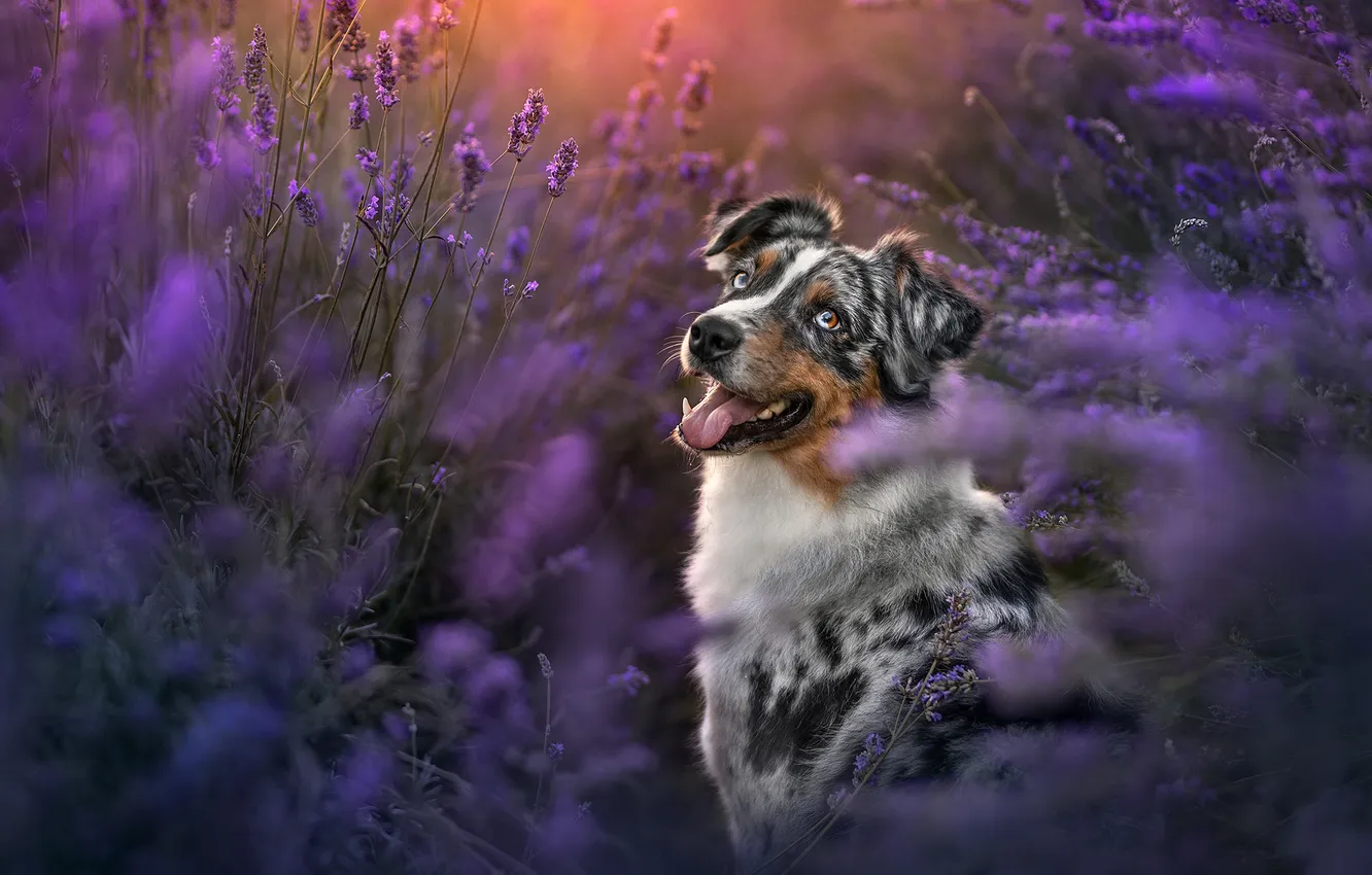 Photo wallpaper look, flowers, nature, pose, portrait, dog, face, lavender