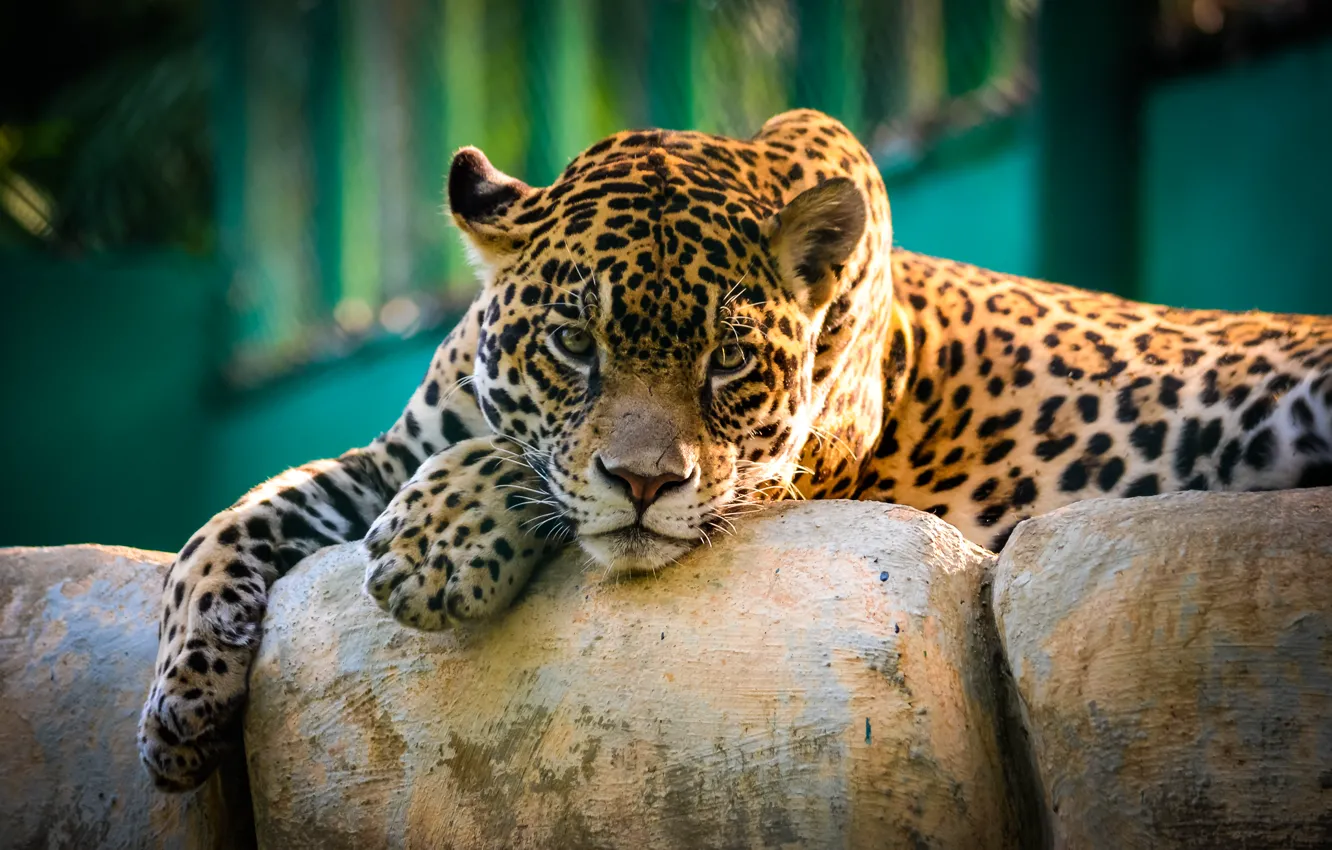 Photo wallpaper look, Jaguar, wild cat