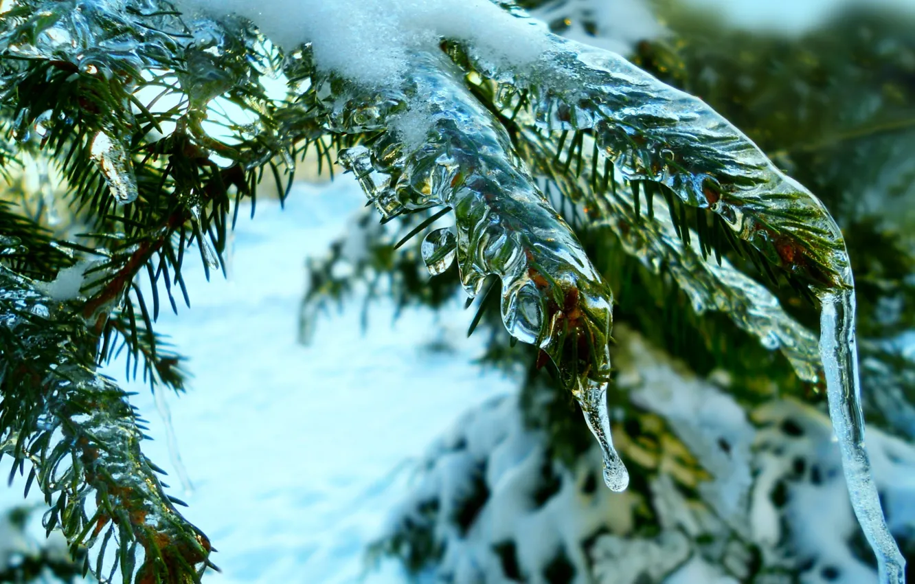 Photo wallpaper winter, spruce, thaw