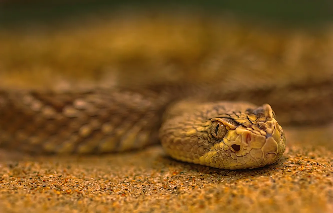 Photo wallpaper sand, snake, treatment, bokeh