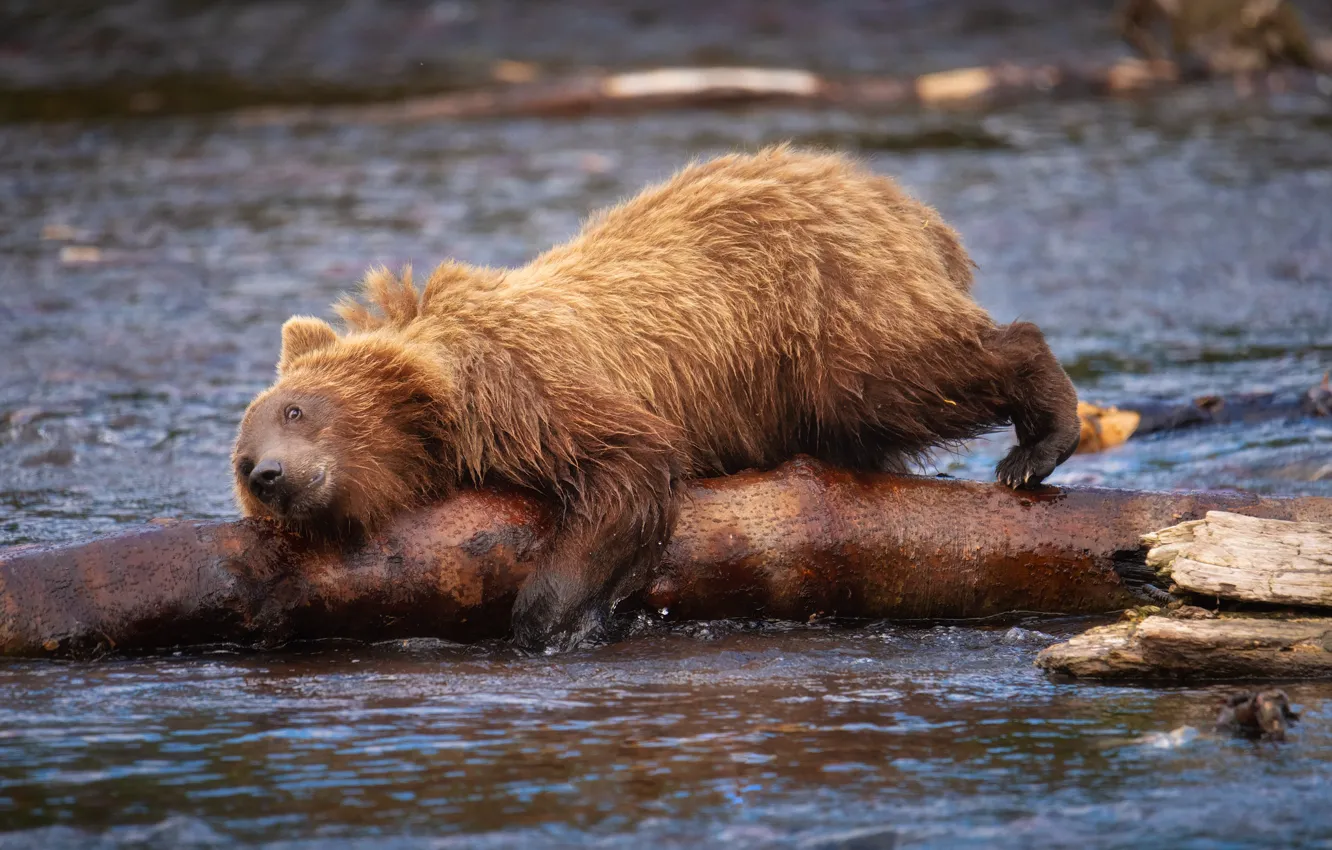 Photo wallpaper river, bear, log, Kamchatka, Alexander Kukanov