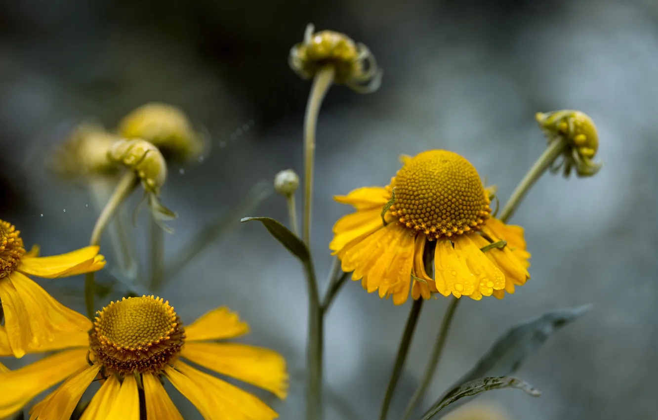 Photo wallpaper flowers, nature, background