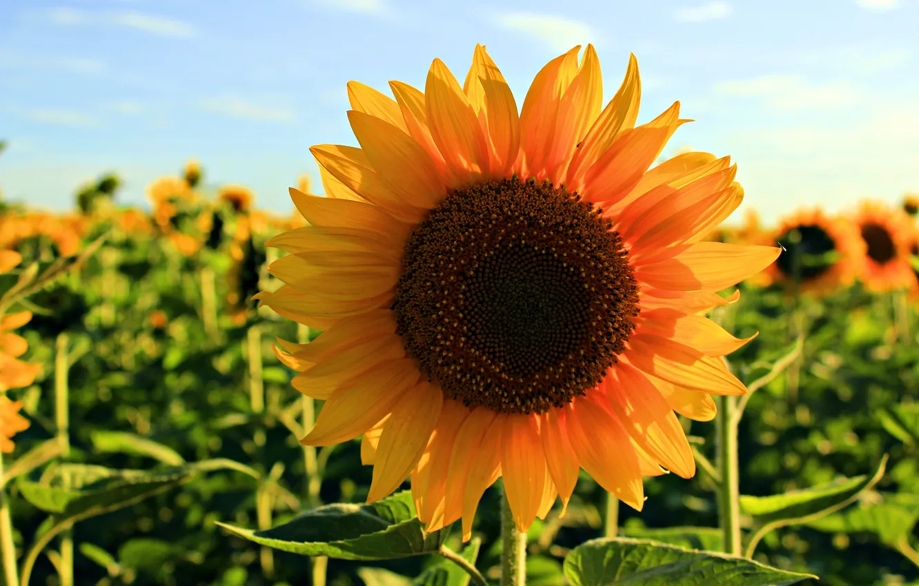 Photo wallpaper summer, flowers, garden