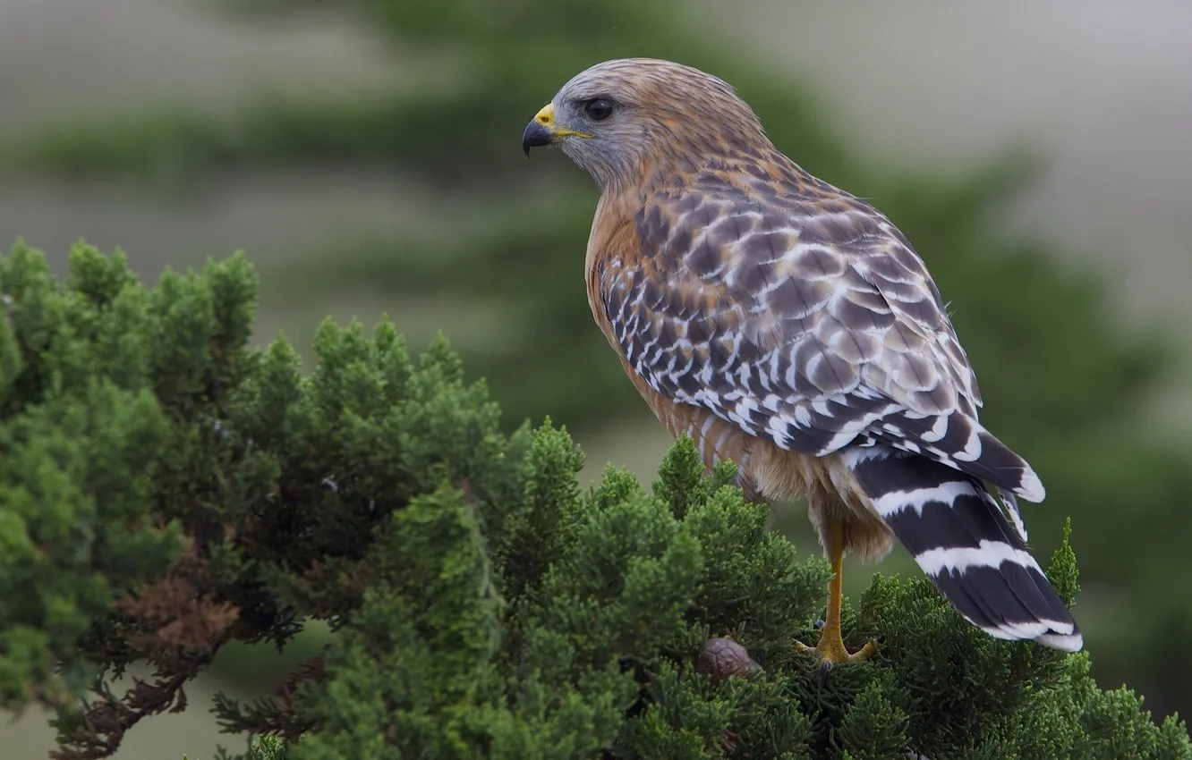 Photo wallpaper branches, bird, hawk, Krasnolesy Buzzard