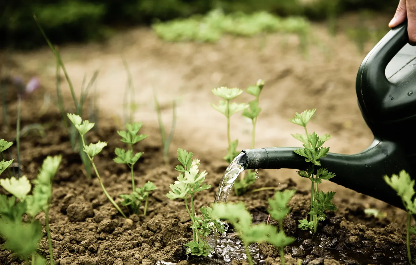 Photo wallpaper leaves, plant, lake, the beds, parsley, photographer, spices, watering