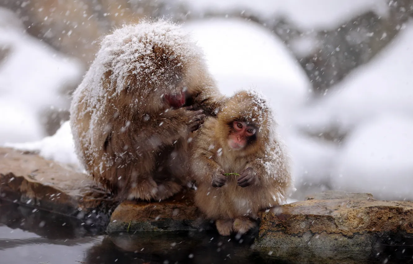 Photo wallpaper nature, background, Japan, Nagano, Snow monkey