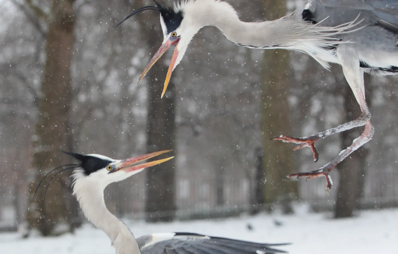 Photo wallpaper winter, snow, grey, fight, Heron, signpad