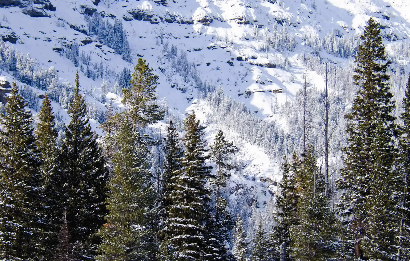 Photo wallpaper winter, snow, nature, photo, spruce, USA, Wyoming