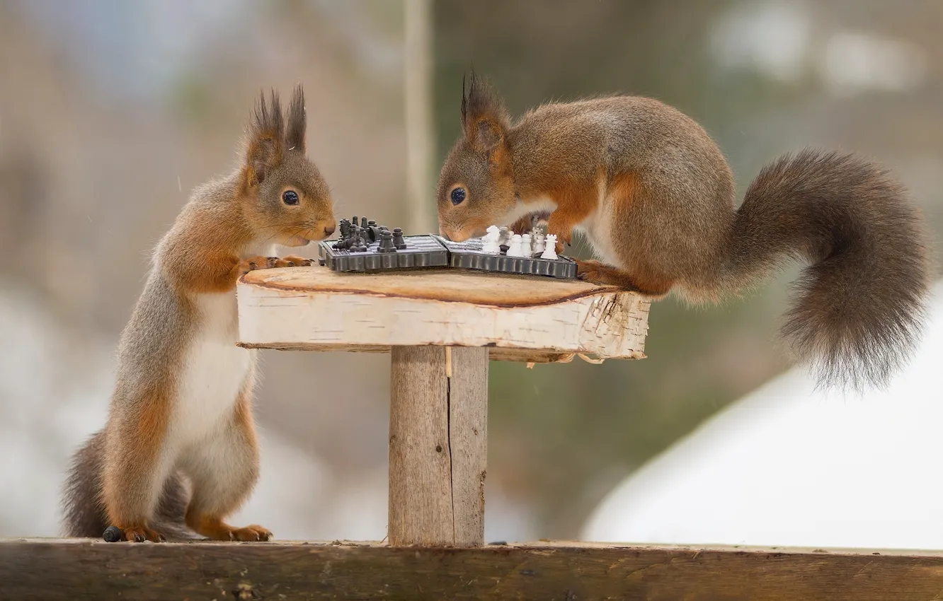 Photo wallpaper the game, chess, proteins