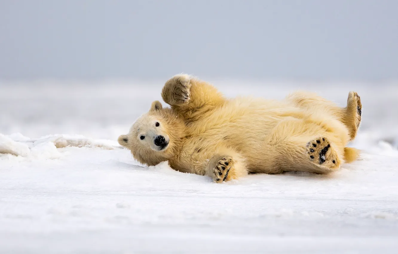 Photo wallpaper winter, snow, pose, the snow, polar bear, collapsed
