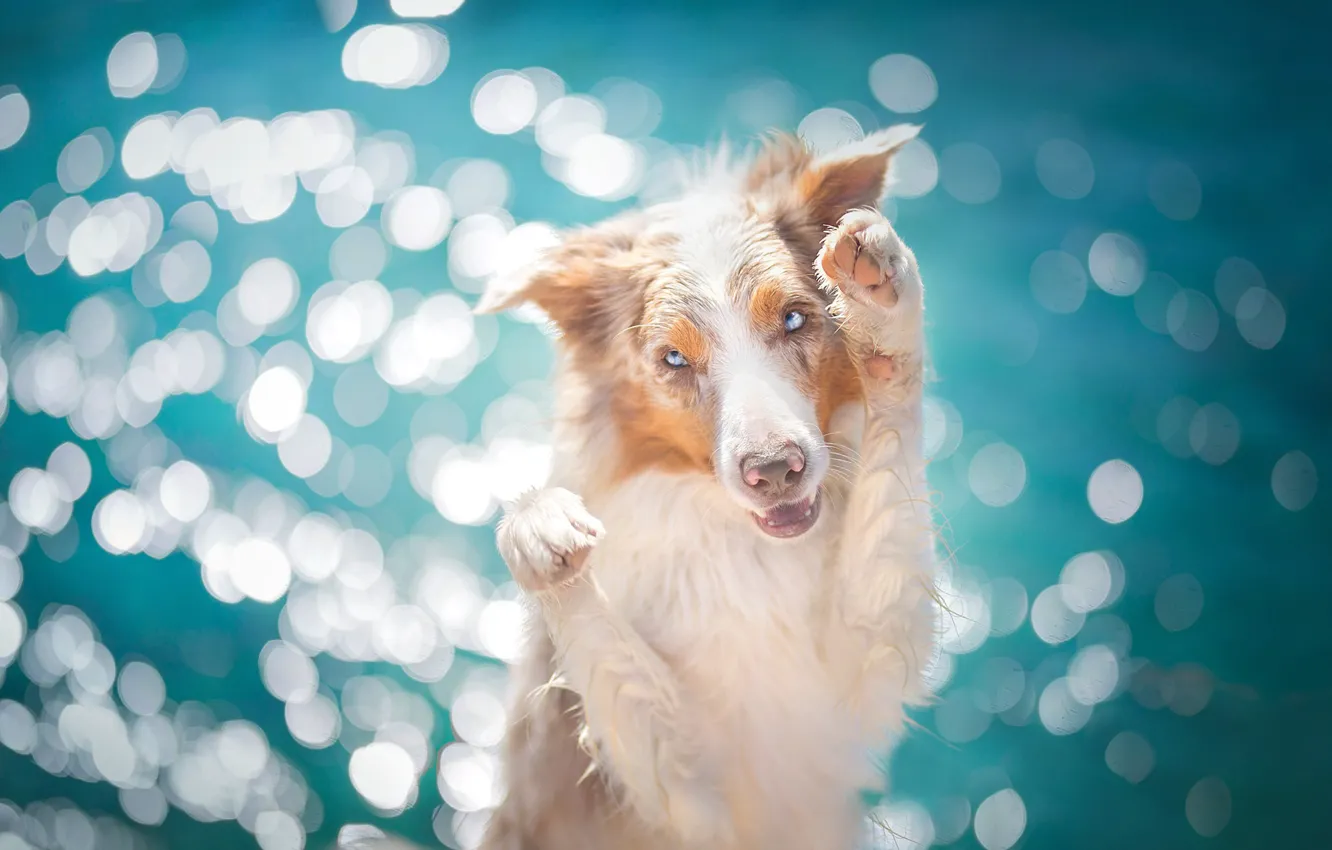 Photo wallpaper glare, background, dog, paws, The border collie