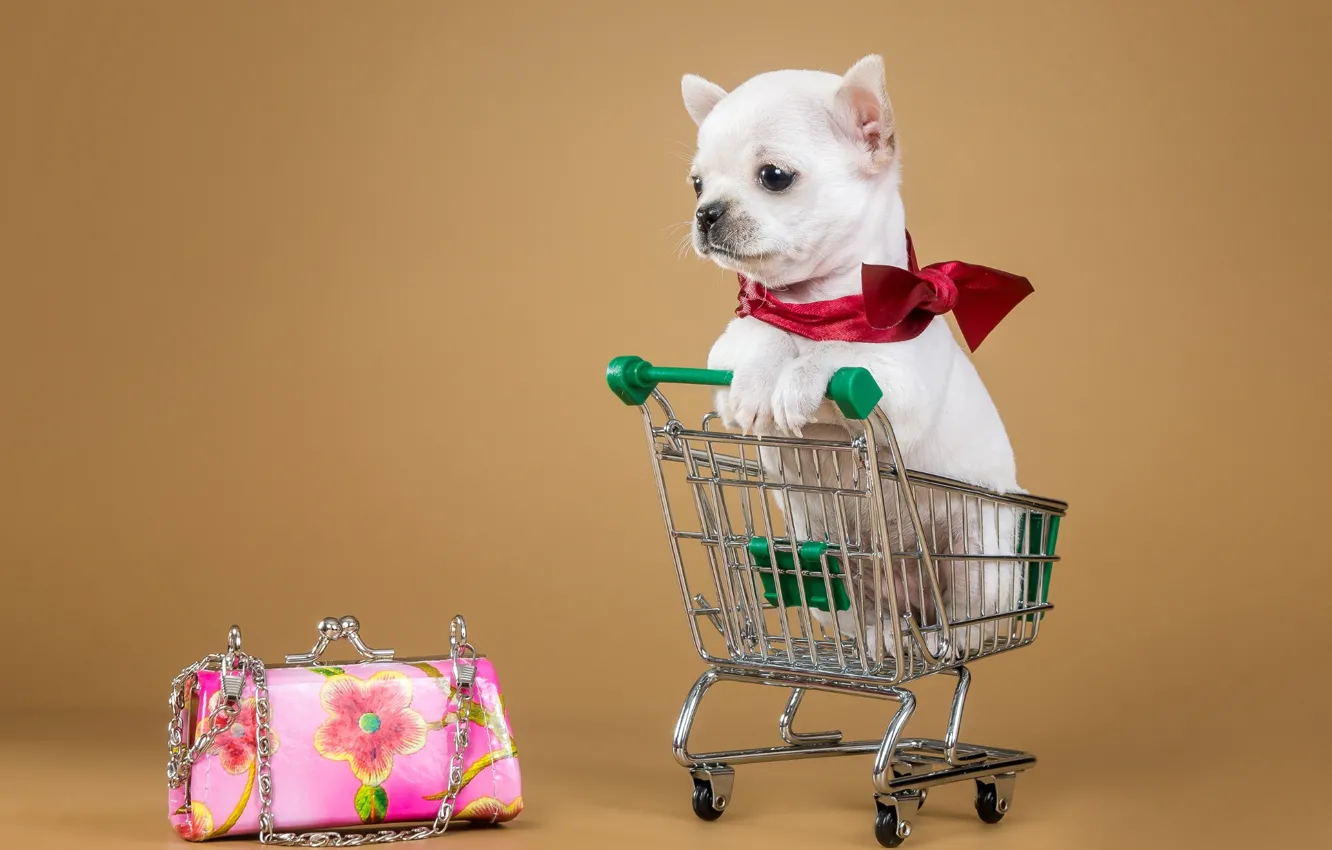 Photo wallpaper puppy, handbag, truck, Chihuahua
