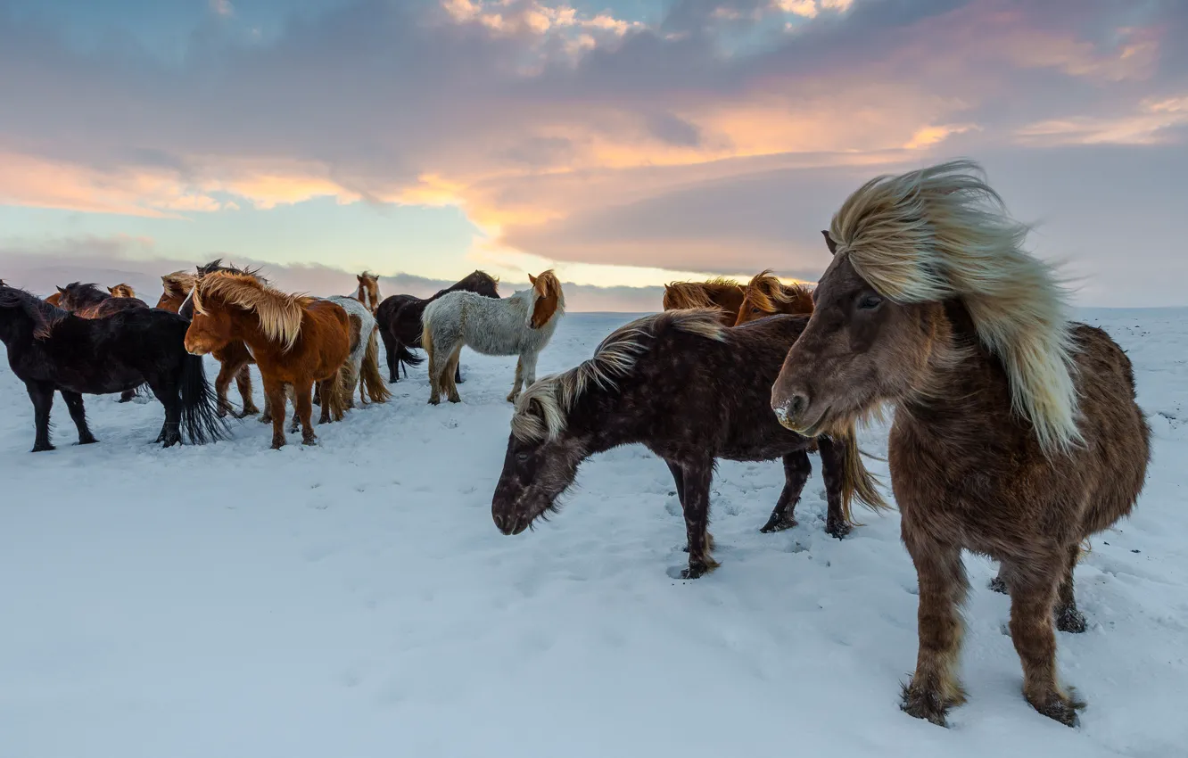 Photo wallpaper winter, field, the sky, clouds, snow, horse, the wind, horse