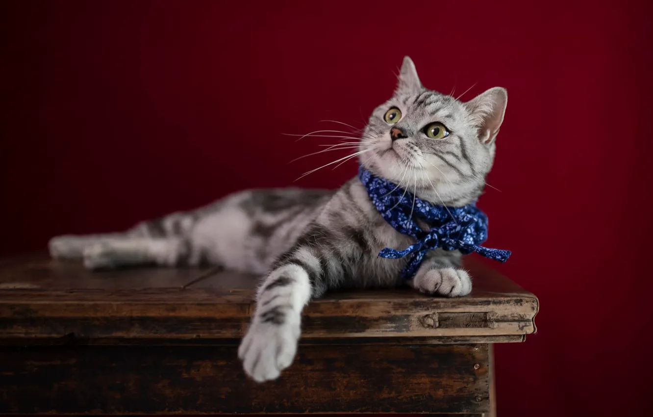 Photo wallpaper cat, cat, look, table, legs, lies, headband, kitty