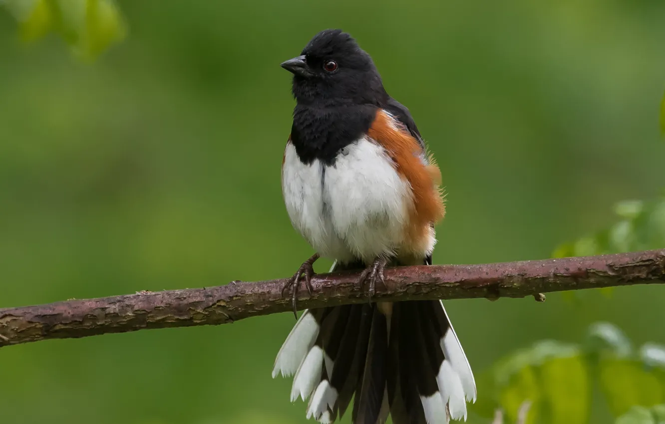 Photo wallpaper branches, background, bird, bokeh, Red-towy