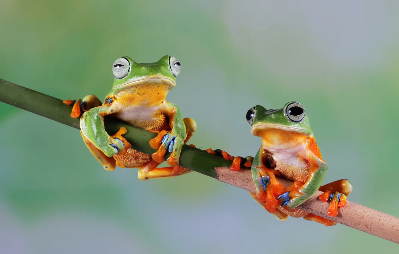 Photo wallpaper branches, frog, a couple