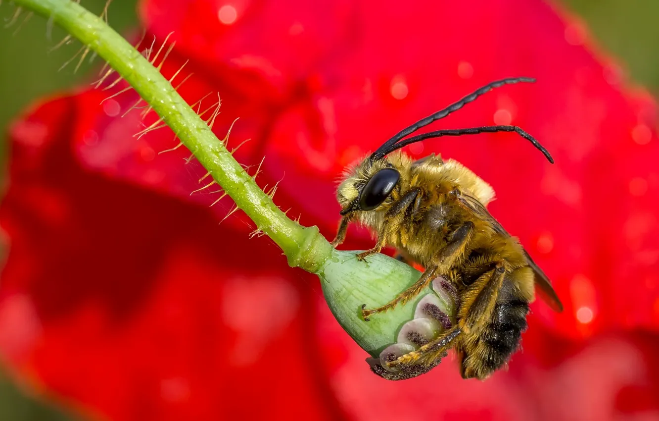 Photo wallpaper macro, bee, insect