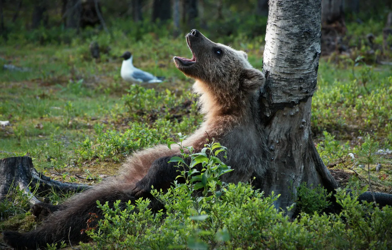 Photo wallpaper forest, tree, bear, birch, The Bruins, songster, The reeds rustled!