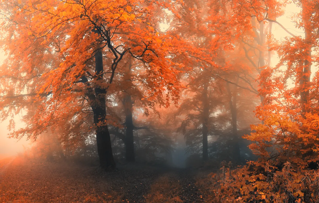 Photo wallpaper autumn, forest, trees, fog
