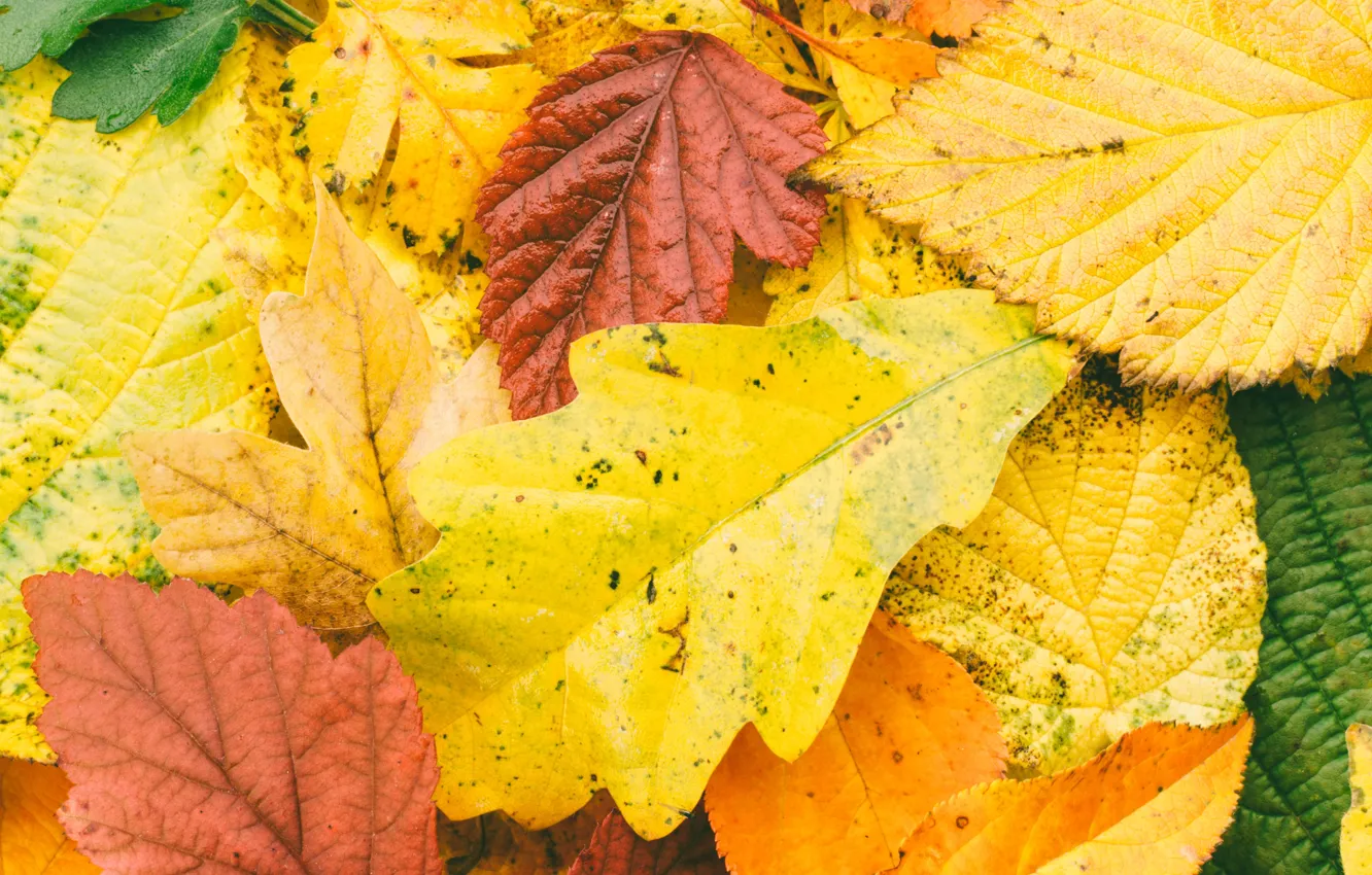 Photo wallpaper autumn, leaves, background, colorful, maple, autumn, leaves, maple