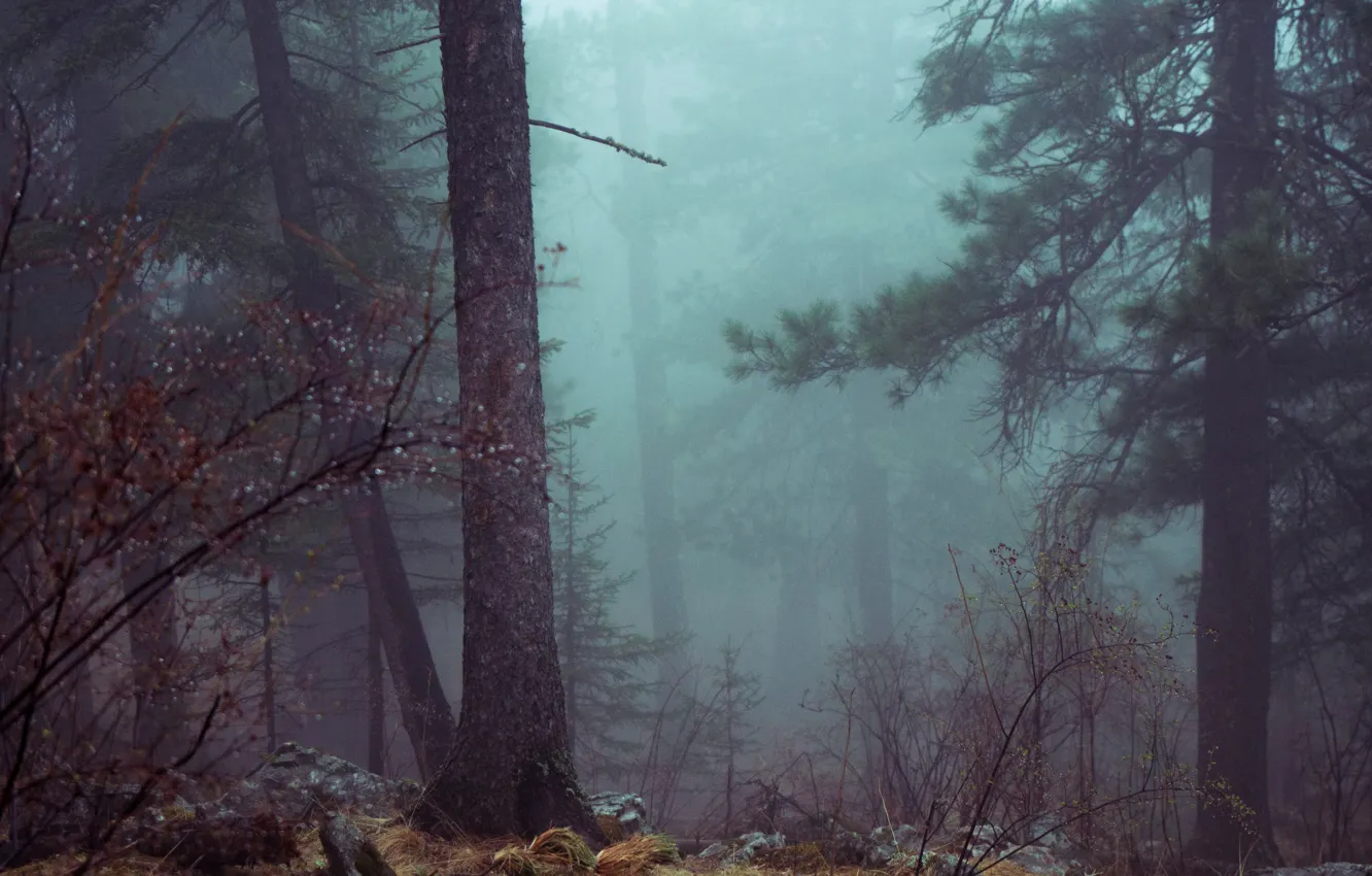 Photo wallpaper autumn, forest, trees, nature, fog, morning
