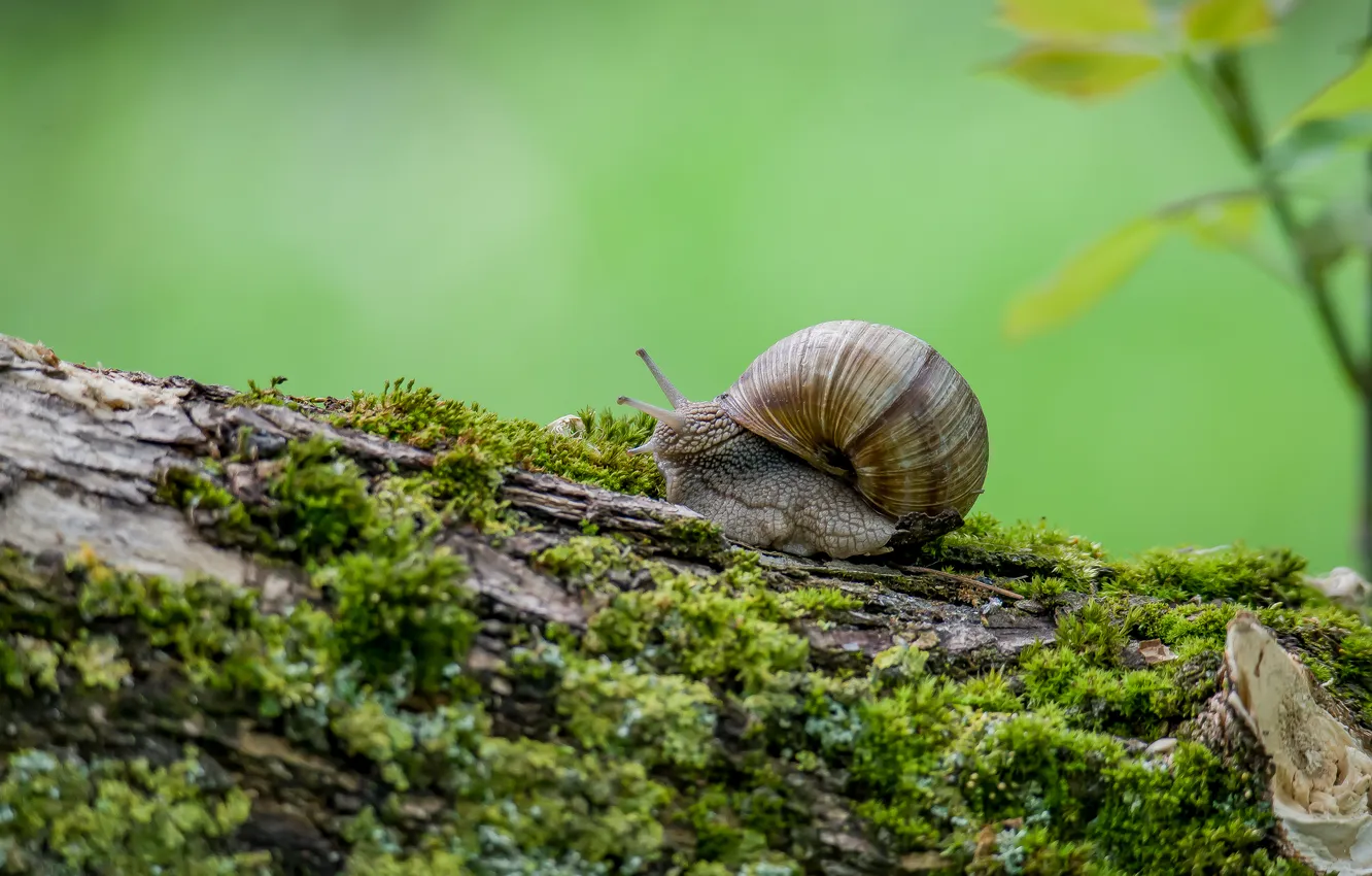 Photo wallpaper macro, nature, snail, spring