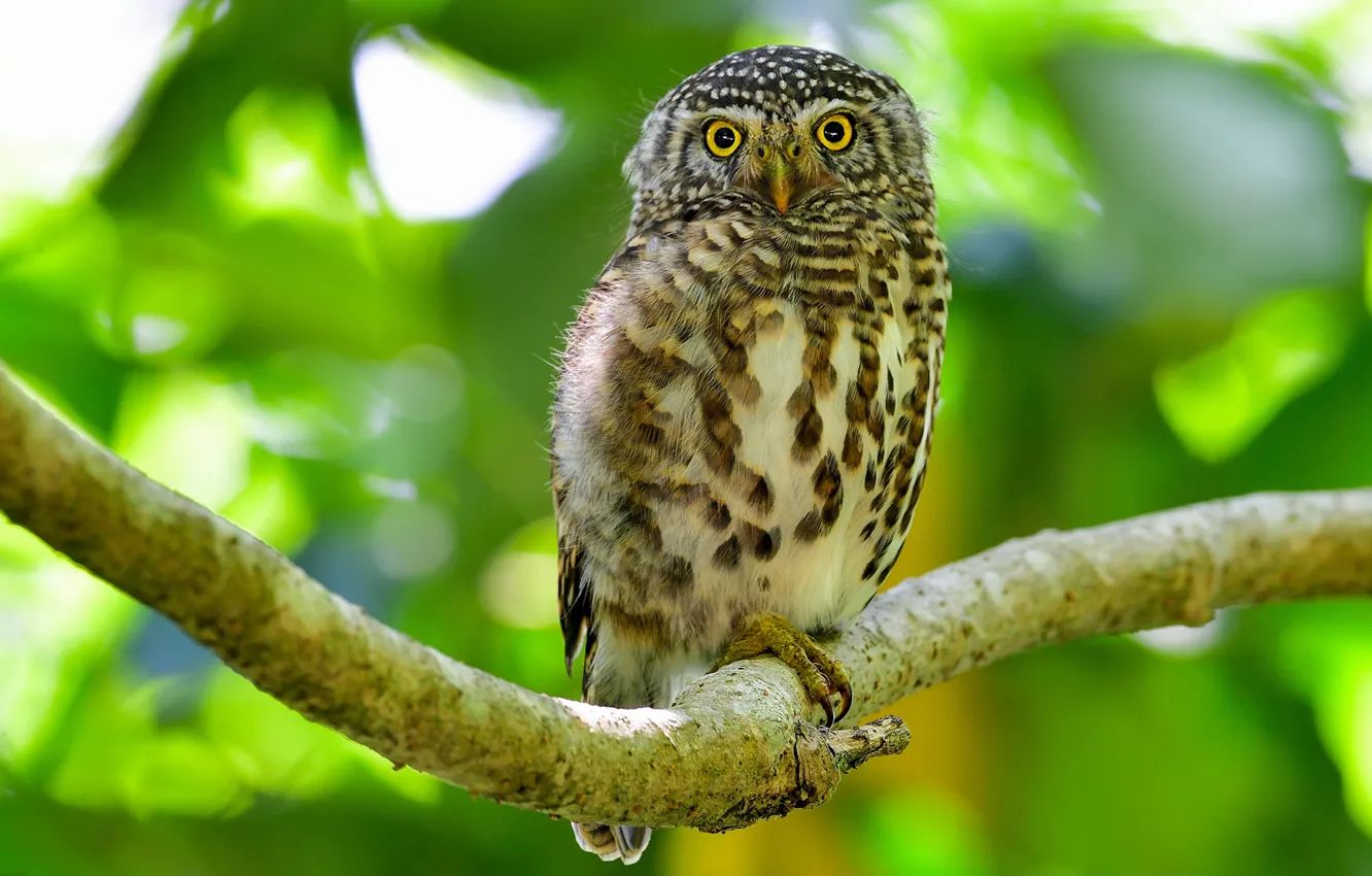 Photo wallpaper greens, look, leaves, branches, green, background, owl, bird