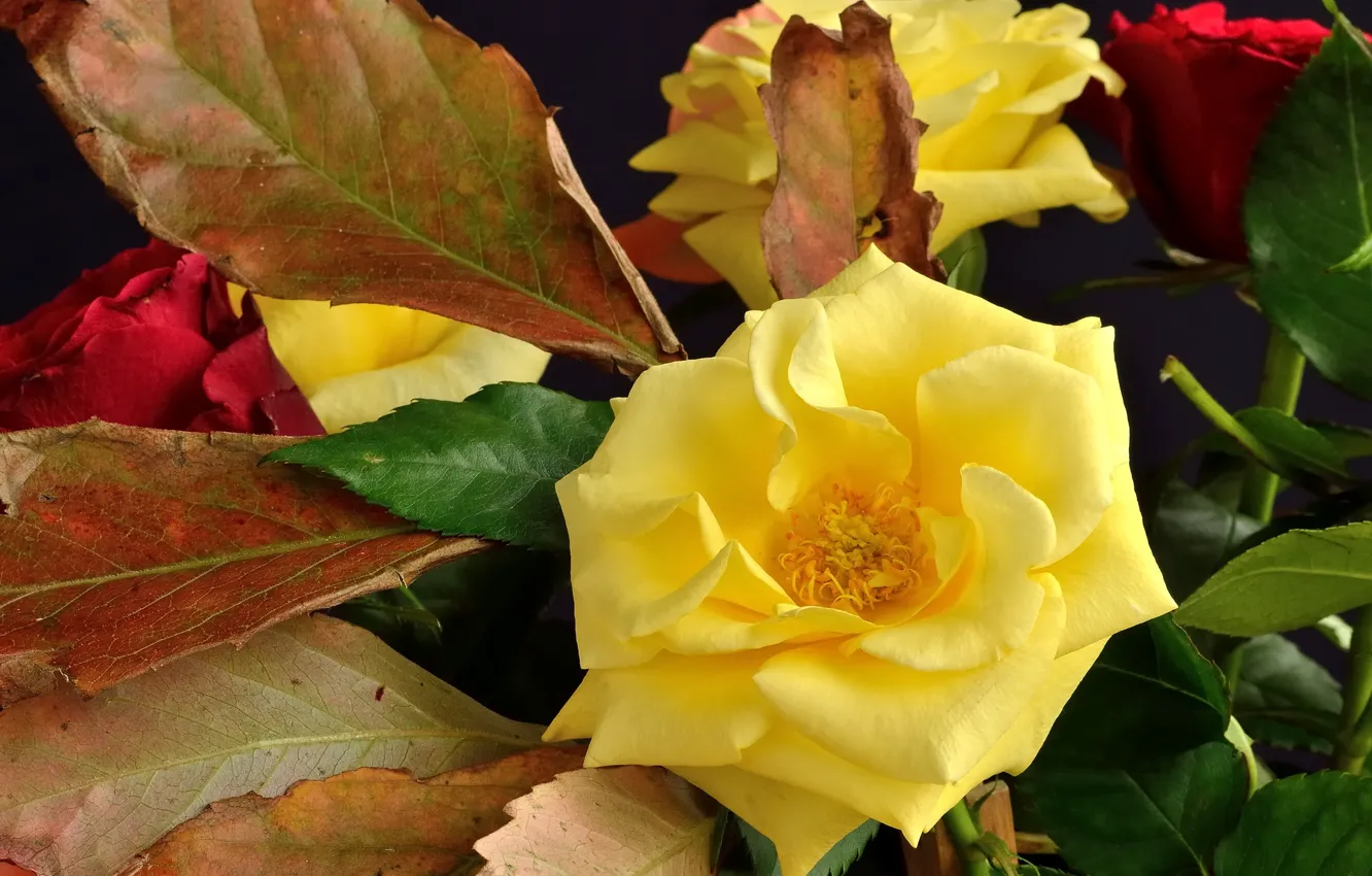 Photo wallpaper flowers, yellow, roses