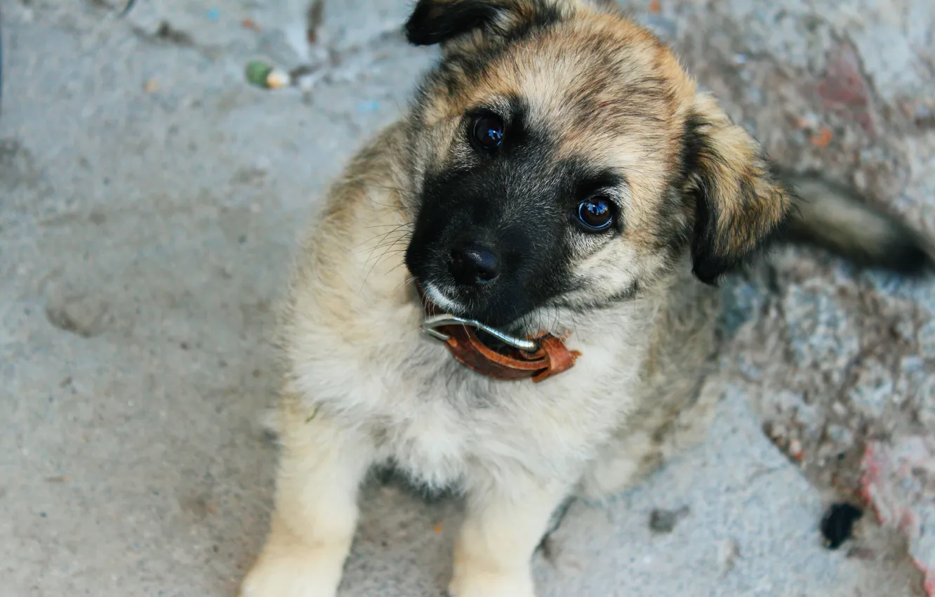 Photo wallpaper eyes, street, dog, puppy, collar