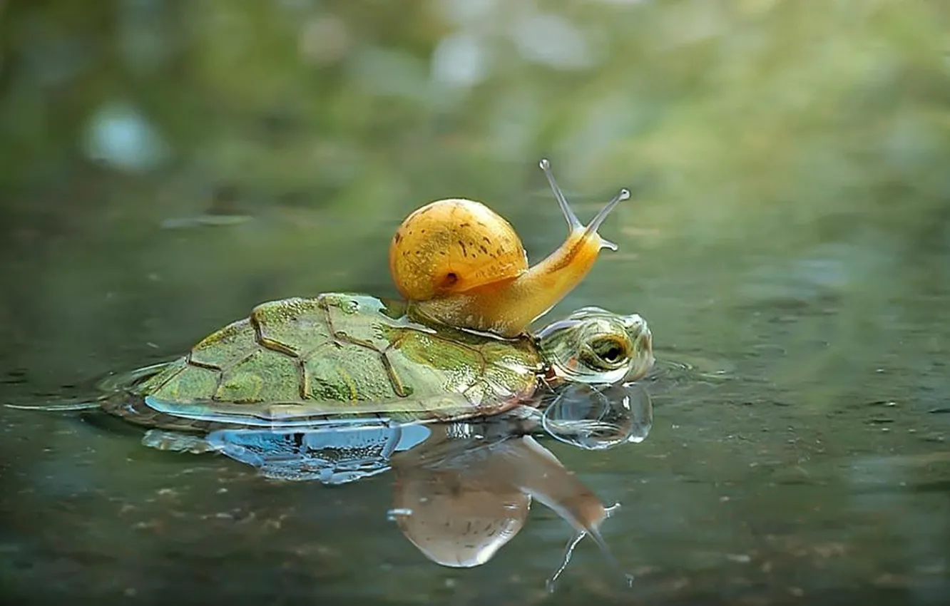 Photo wallpaper animals, water, wildlife, turtle, free ride, snail