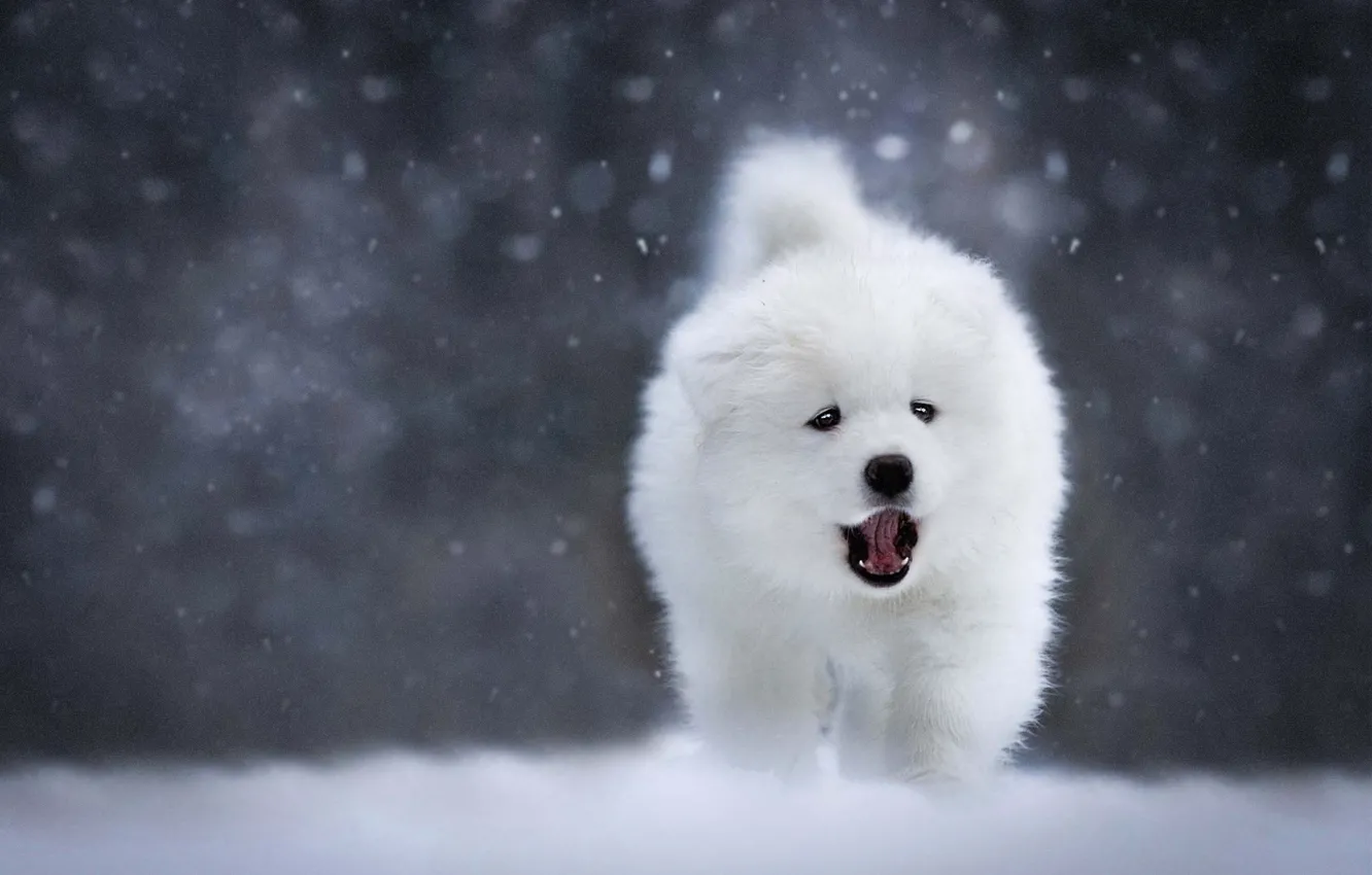Photo wallpaper winter, language, white, snow, the dark background, dog, mouth, puppy