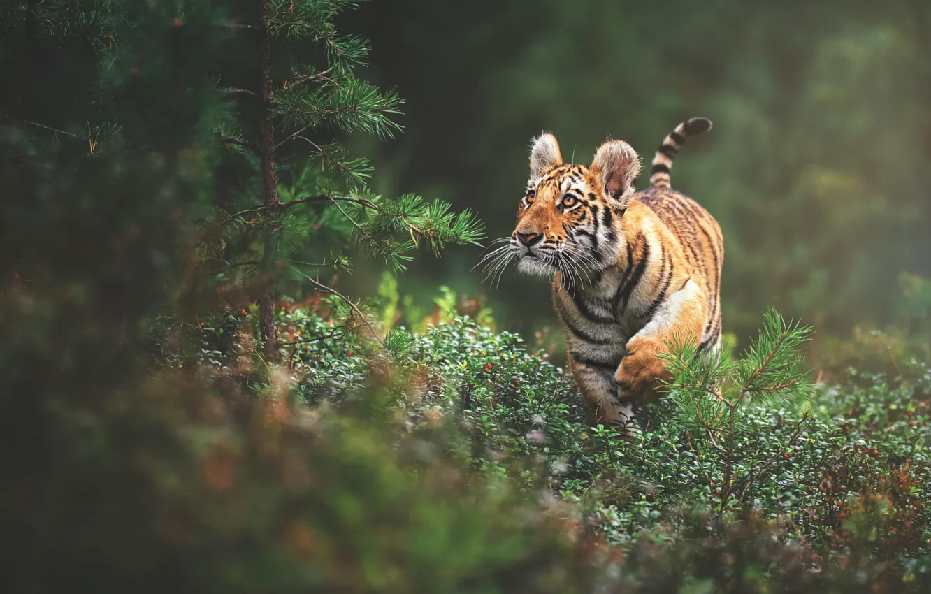 Photo wallpaper forest, look, tiger, glade, walk, pine, bokeh, tiger