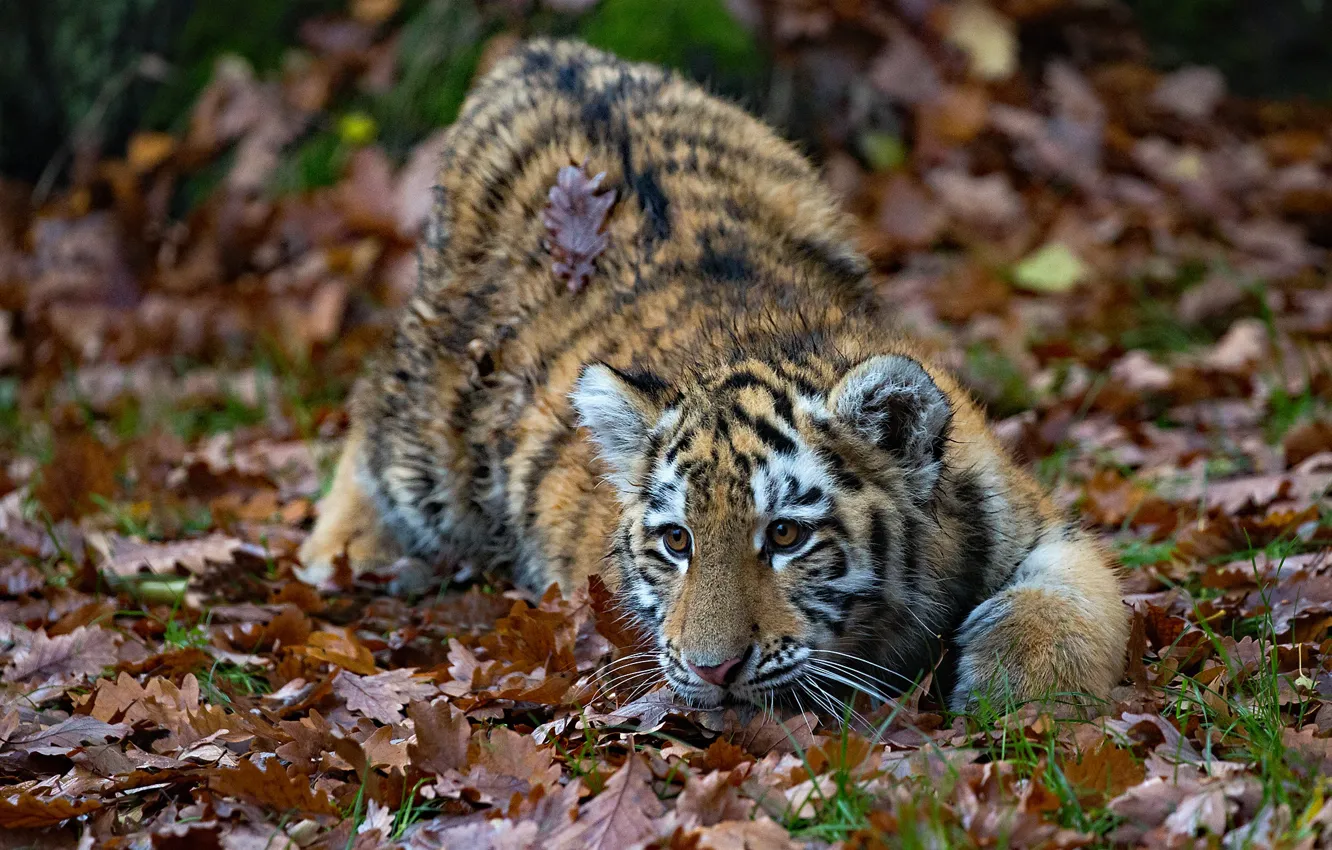 Photo wallpaper autumn, leaves, tiger, tiger
