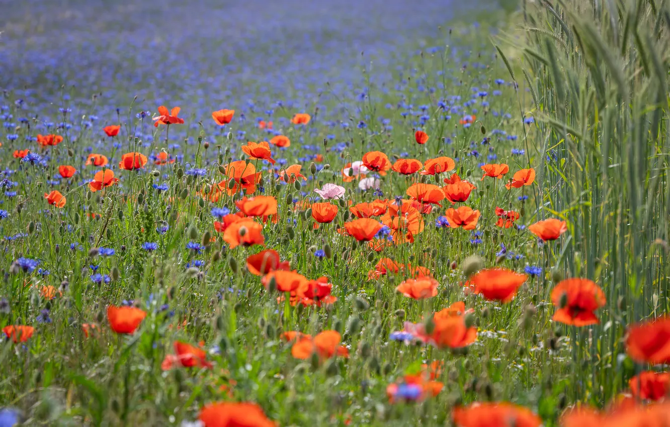 Photo wallpaper field, summer, flowers, red, blue, Maki, cornflowers, poppy field