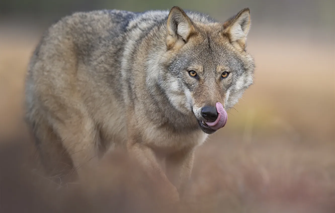 Photo wallpaper language, look, face, nature, grey, wolf, licked