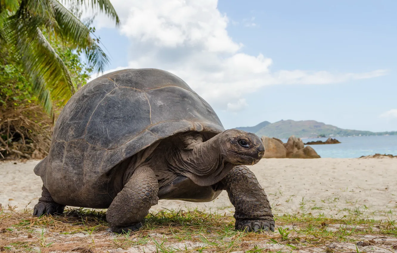Photo wallpaper Seychelles, Curieuse island, Aldabra Giant Tortoise, Aldabrachelys gigantea