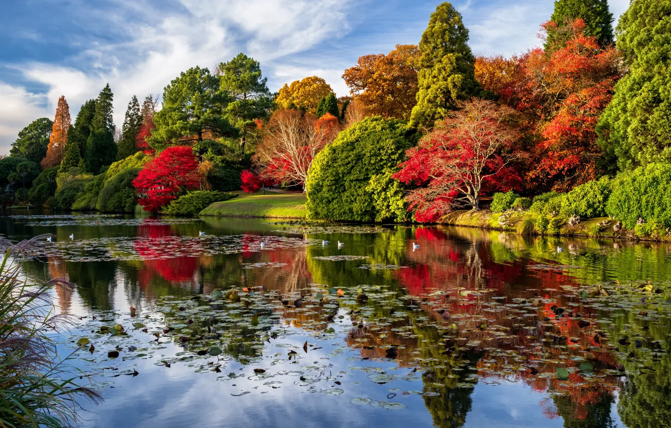 Photo wallpaper autumn, trees, landscape, nature, pond, Park, England, Sheffield