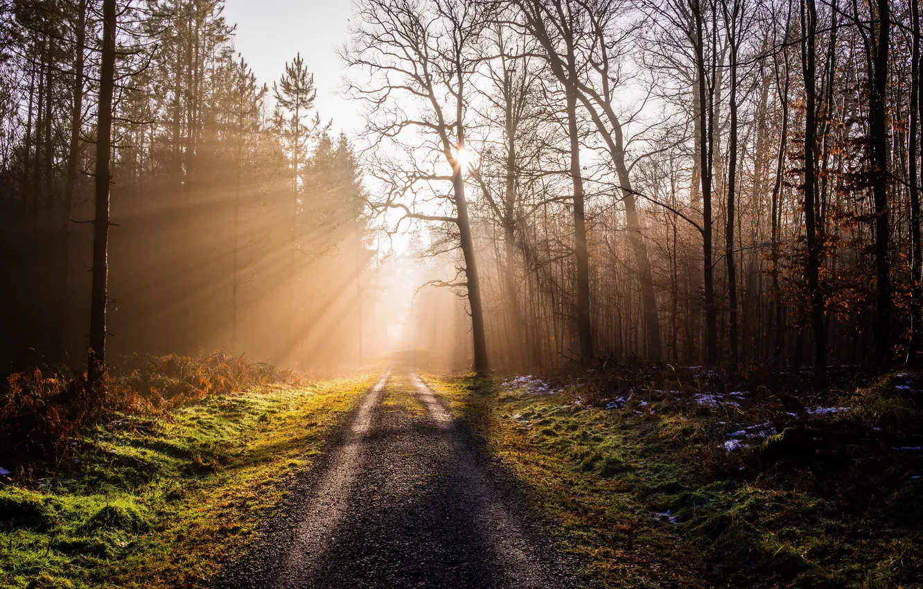 Photo wallpaper road, forest, light, landscape, nature, morning