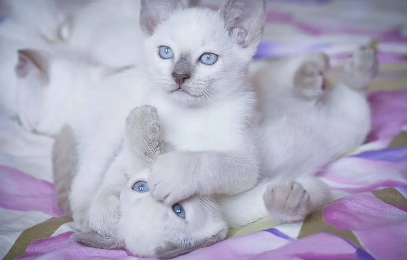 Photo wallpaper each, the game, kitty