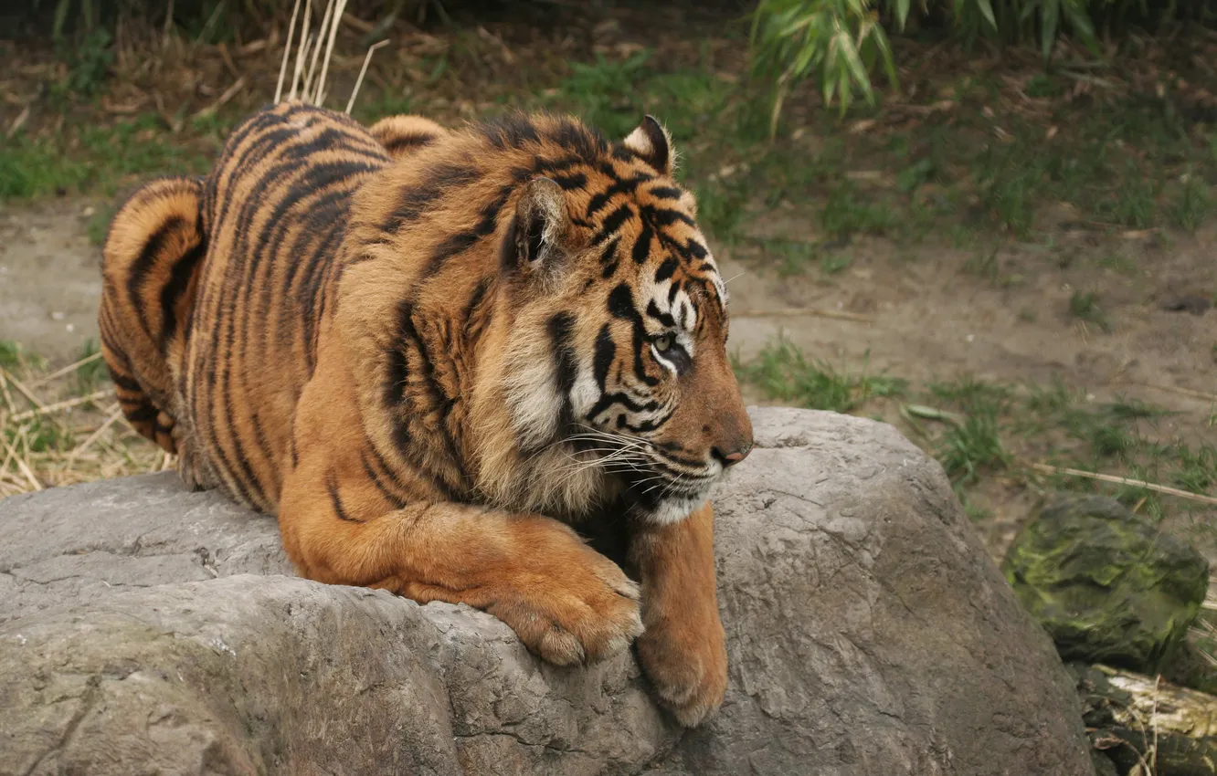 Photo wallpaper tiger, paws, sitting