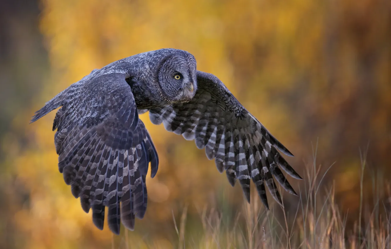 Photo wallpaper background, owl, bird, wings, flight, Great grey owl