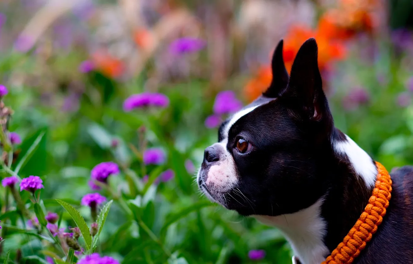 Photo wallpaper face, flowers, portrait, dog, profile, collar, bokeh, Boston Terrier
