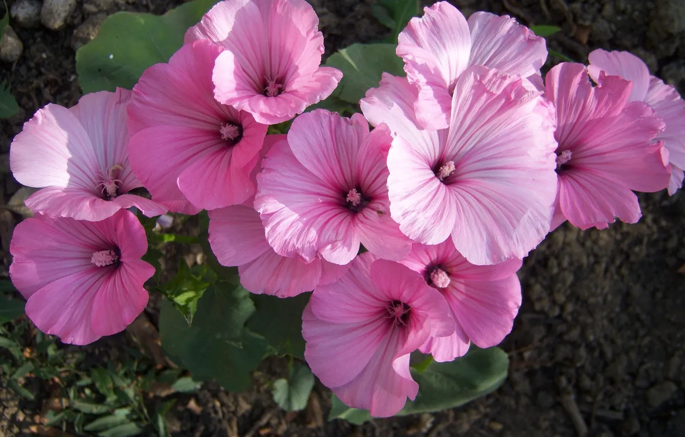 Photo wallpaper bouquet, pink, bushes, mallow, Meduzanol ©