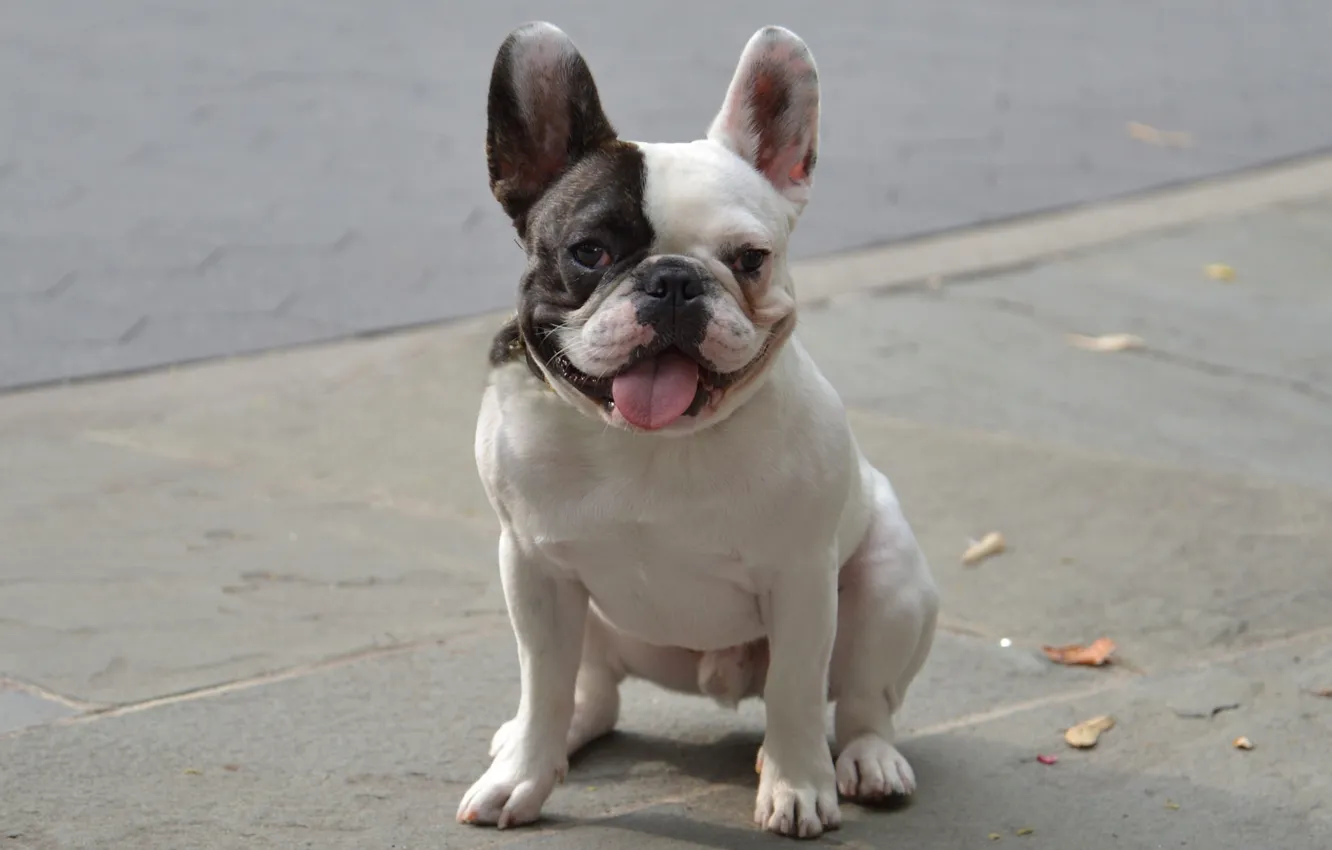 Photo wallpaper language, dog, funny, doggie, French bulldog